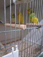 Parkieten, Dieren en Toebehoren, Vogels | Parkieten en Papegaaien, Geslacht onbekend, Parkiet