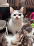 kortharige kitten lees de advertentie !, Dieren en Toebehoren, Meerdere dieren, Kortharig, 0 tot 2 jaar