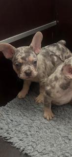 Franse bulldog pup, Dieren en Toebehoren, Honden | Bulldogs, Pinschers en Molossers, Reu, CDV (hondenziekte), 8 tot 15 weken, Bulldog