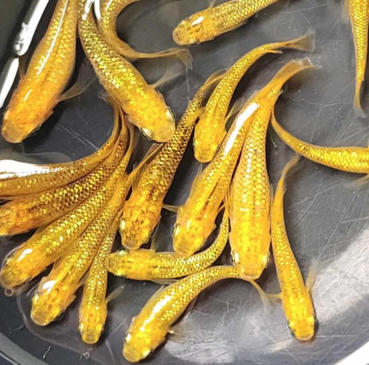 Medaka Lecris - Japanse Rijstvis eitjes te koop, Dieren en Toebehoren, Vissen | Aquariumvissen, Vis