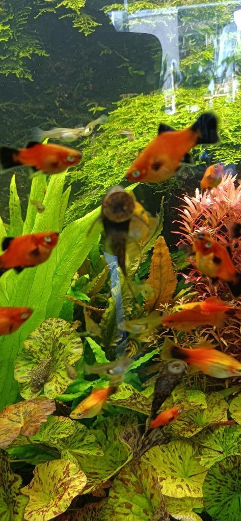 100 kleeftabletten visvoer basisvoeding / hoofdvoedsel, Dieren en Toebehoren, Vissen | Aquaria en Toebehoren, Nieuw, Overige typen