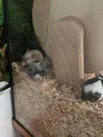 3 gekleurde muizen, Dieren en Toebehoren, Knaagdieren, Juni, Muis, Vrouwelijk, Tam