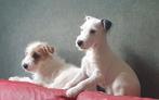 PARSON RUSSELL TERRIËR PUPS MET STAMBOOM, Overige rassen, 8 tot 15 weken, CDV (hondenziekte), Meerdere
