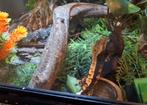Wimpergekko's, Dieren en Toebehoren, Reptielen en Amfibieën, Hagedis, Tam
