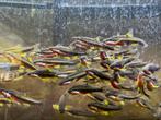 Mooie chrosomus erythrogaster 4-5 cm, Dieren en Toebehoren, Vissen | Vijvervissen