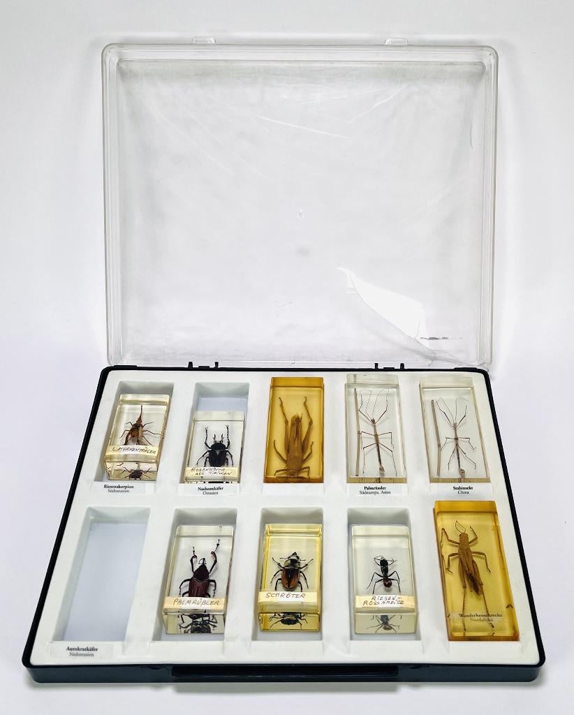 115. Insecten in kunsthars - educatieve collectie, 1970, Verzamelen, Dierenverzamelingen, Ophalen of Verzenden, Opgezet dier