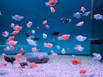 Balloon Molly mix - Koidreams Viswekerij, Dieren en Toebehoren, Vis, Zoetwatervis