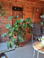 Japanse vingerplant (Aralia japonica), Tuin en Terras, Planten | Tuinplanten, Vaste plant, Bloeit niet, Halfschaduw, Ophalen