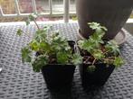 Geranium, Tuin en Terras, Planten | Tuinplanten, Vaste plant, Bodembedekkers, Ophalen