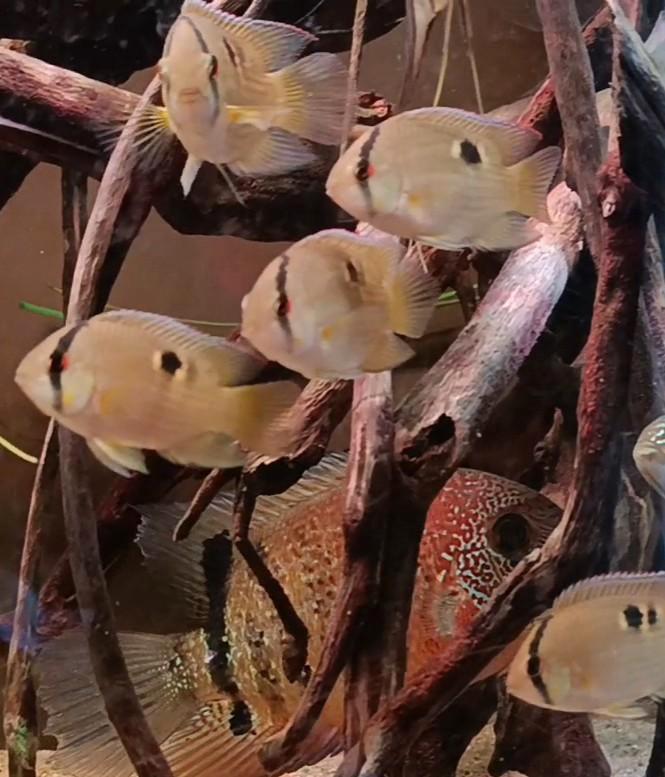 Cliethacara maronii 7x, Dieren en Toebehoren, Vissen | Aquariumvissen