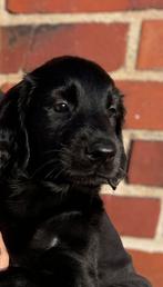 Flatcoated Retriever pups met stamboom, CDV (hondenziekte), 8 tot 15 weken, Meerdere, Nederland