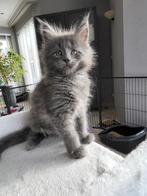 Maine Coon kittens met stamboom, Meerdere dieren, Met stamboom, 0 tot 2 jaar