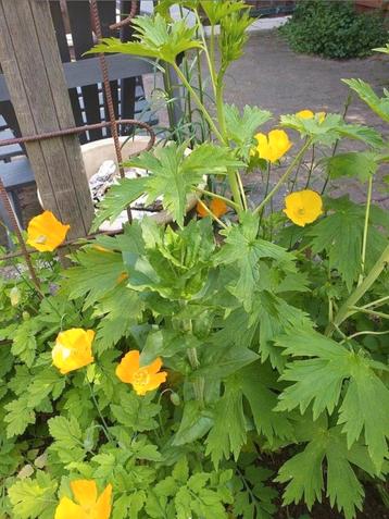 Zaden van WELSH POPPY, nu zaaien! beschikbaar voor biedingen