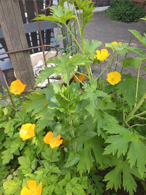 Zaden van WELSH POPPY, nu zaaien!, Tuin en Terras, Bloembollen en Zaden, Zaad, Gehele jaar, Volle zon, Ophalen