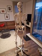 Levensgrote skelet anatomisch model, Diversen, Ophalen of Verzenden, Zo goed als nieuw