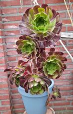 Aeonium arboreum, Ophalen, Overige soorten, Volle zon