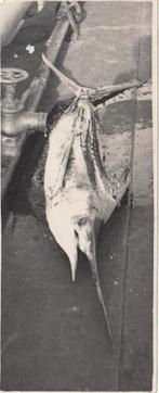 Vangst Zwaardvis Marlin Jamaica 1950, Verzenden, 1940 tot 1960, Gebruikt, Dier