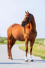 5 jarige vosmerrie Kjento x Crack C, Merrie, Dressuurpaard, Zadelmak, 3 tot 6 jaar