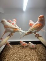 Rood Mozaïek Kanaries, Dieren en Toebehoren, Vogels | Kanaries, Meerdere dieren, Kleurkanarie
