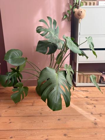 Monstesera kamerplant plant beschikbaar voor biedingen
