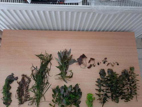 Leuk pakket aquariumplanten 20 soorten, Dieren en Toebehoren, Vissen | Aquaria en Toebehoren, Zo goed als nieuw, Plant(en), Steen of Hout