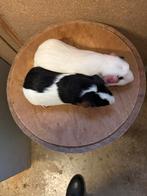 Berenkoppeltje, November, Mannelijk, Cavia