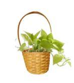 Bamboe Mini Hangende Muurplantenbak, Verzenden, Nieuw, Overige vormen