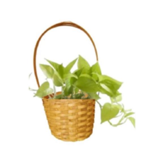Bamboe Mini Hangende Muurplantenbak, Huis en Inrichting, Woonaccessoires | Schalen en Manden, Nieuw, Overige vormen, Verzenden