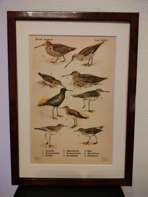 Litho Floericke Tureluur Fuut Scholekster Houtsnip 1922, Antiek en Kunst, Kunst | Litho's en Zeefdrukken, Ophalen of Verzenden