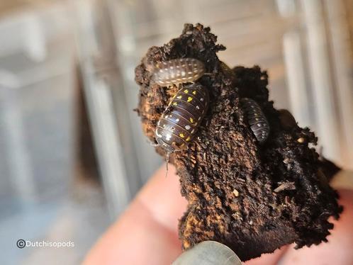 Armadillidium frontetriangulum, Dieren en Toebehoren, Insecten en Spinnen, Overige soorten