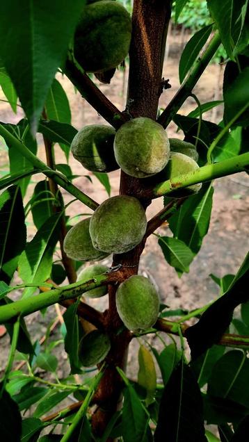 Prunus dulcis 'Robijn' Amandelboom🌱 beschikbaar voor biedingen