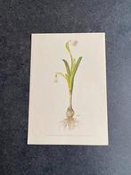 10 prenten bloemen/planten 16,5x24 cm samen 20 euro oa anjer, Antiek en Kunst, Ophalen of Verzenden, Natuur en Biologie