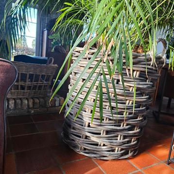 Grote Gevlochten Mand voor Planten beschikbaar voor biedingen