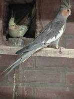 8 koppels valkparkieten, Dieren en Toebehoren, Vogels | Parkieten en Papegaaien, Meerdere dieren, Parkiet