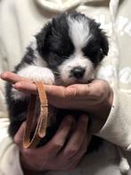 Austrailan shephard pups, Rabiës (hondsdolheid), Overige rassen, 8 tot 15 weken, Meerdere