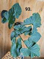 Alocasia regal shield, 80 cm hoog en 90 cm breed, Huis en Inrichting, Kamerplanten, Ophalen, Overige soorten, Minder dan 100 cm