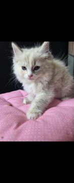 Super lieve Ragdoll kittens😍, Meerdere dieren, Ontwormd