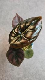 Alocasia Cuprea *Red Secret*, Ophalen of Verzenden, Halfschaduw, Minder dan 100 cm