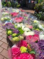 Hortensia - actie!, Tuin en Terras, Planten | Tuinplanten, Overige soorten, Vaste plant, Ophalen of Verzenden, Halfschaduw