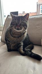 Britse langhaar (half) kat zoekt een nieuw baasje, Dieren en Toebehoren, Kater, Gechipt, 6 jaar of ouder
