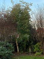 Gratis Walnotenboom - Zelf uitgraven, Tuin en Terras, Planten | Bomen, Overige soorten, Lente, 100 tot 250 cm, Ophalen