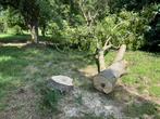 Notenhout stamhout, Doe-het-zelf en Verbouw, Hout en Planken, Ophalen, 25 tot 50 mm, Overige typen, Nieuw