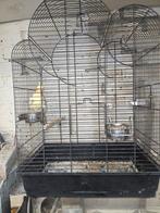 Valkparkiet met kooi, Dieren en Toebehoren, Vogels | Parkieten en Papegaaien