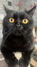 Britse Korthaar DonkerBruin, Dieren en Toebehoren, Kattenmanden, Ophalen