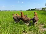 Jonge tamme Welsumer kippen hennen gesekst en ingeënt, Dieren en Toebehoren, Pluimvee, Vrouwelijk, Kip