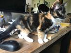 hele leuke lieve kittens, Dieren en Toebehoren, Katten en Kittens | Overige Katten, Poes, Kortharig, 0 tot 2 jaar