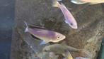 Cyprichromis Leptosoma - Tanganyika, Dieren en Toebehoren, Vis