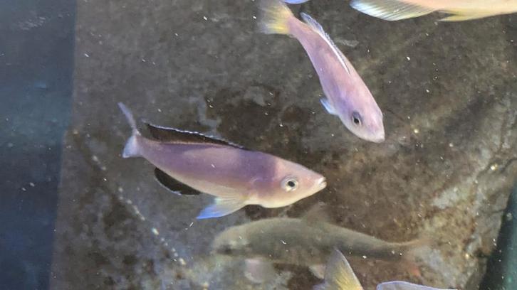 Cyprichromis Leptosoma - Tanganyika, Dieren en Toebehoren, Vissen | Aquariumvissen, Vis