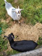 2 mooie en lieve geiten, Dieren en Toebehoren, Vrouwelijk, Geit, 3 tot 5 jaar