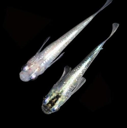 Medaka Silver Lamé  - Japanse Rijstvis eitjes te koop, Dieren en Toebehoren, Vissen | Aquariumvissen, Vis